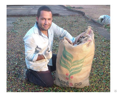 We Offer Green Coffee Beans From Brazil
