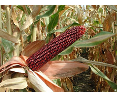Feed Corn Red Coloured