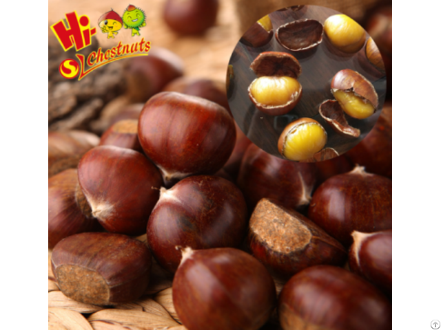 Organic Fresh Chestnuts