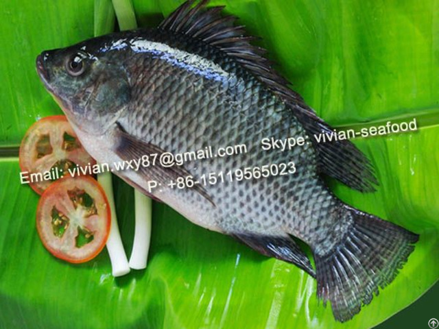 Offer Frozen Black Tilapia Fish Oreochromis Niloticus