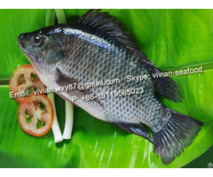 Offer Frozen Black Tilapia Fish Oreochromis Niloticus