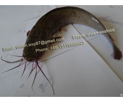 Offer China Frozen Catfish Barge Clarias Fuscus