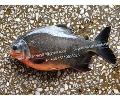 Offer China Frozen Pomfret Fish Red Pacu Colossoma Brachypomum