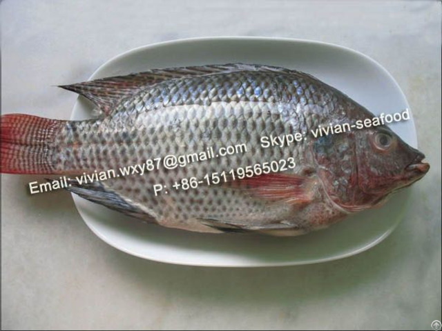 Offer Frozen Black Tilapia Fish Whole Round Oreochromis Niloticus