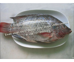 Offer Frozen Black Tilapia Fish Whole Round Oreochromis Niloticus