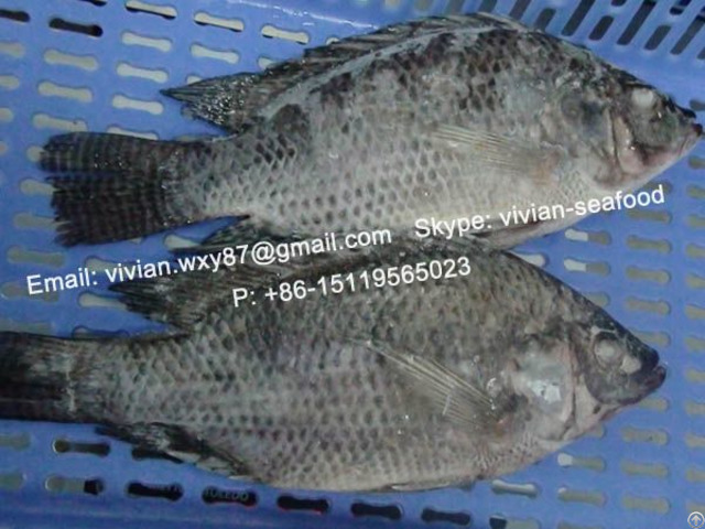 Offer China Frozen Black Tilapia Fish Gutted And Scaled Oreochromis Niloticus