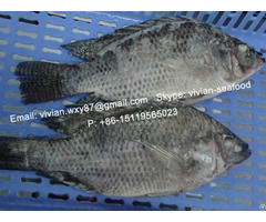 Offer China Frozen Black Tilapia Fish Gutted And Scaled Oreochromis Niloticus