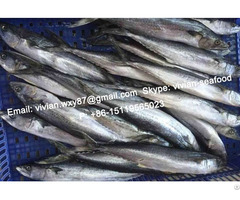 Offer China Frozen Spanish Mackerel Scomberomorus Niphonius For Sale