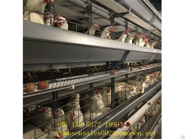 Enriched Caged Hens Shandong Tobetter Economical And Practical