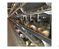Layer Cage Poultry Shandong Tobetter Unique Features