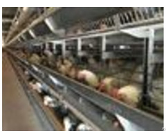 High Tech Poultry Cages With Water Trip Methods Shandong Tobetter First Class Quality