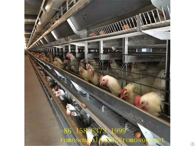 Poultry Cage Manufacturers The Only One