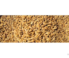 We Sell Wheat Feed Best Quality