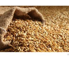 We Sell Barley Best Quality