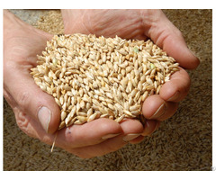 We Sell Wheat Feed
