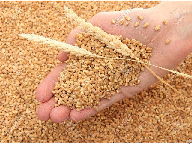 We Sell Wheat Best Quality