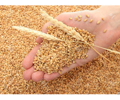 We Sell Wheat Best Quality