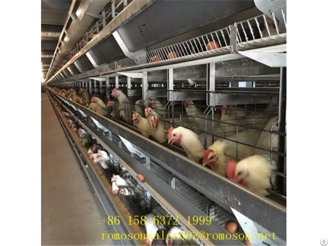 Poultry Layer Cages Shandong Tobetter Excellent Product