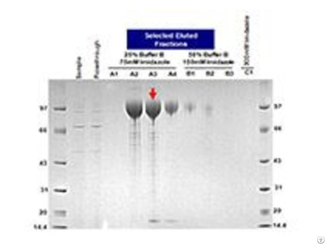 Recombinant Protein Expression And Purification Services