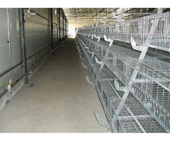 Used Poultry House Equipment Shandong Tobetter Class Quality