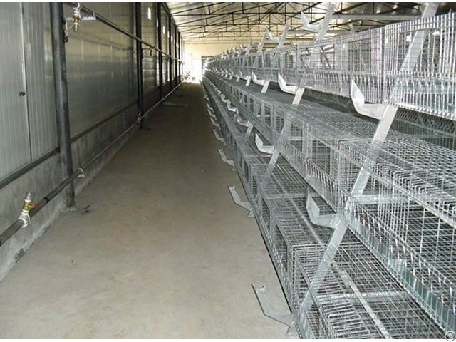 Hatching Chickens Shandong Tobetter Satisfy Customer S Request