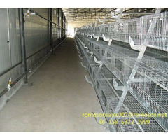 Commercial Poultry Farming Shandong Tobetter Popular
