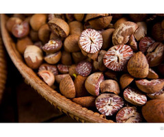 Top Quality Betel Nut From Vietnam