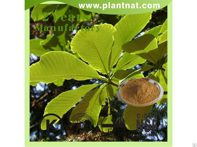 Cin Magnolia Bark Extract