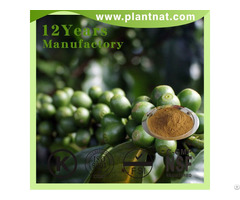 Green Coffee Bean Extract Chlorogenic Acid 50 Percent 