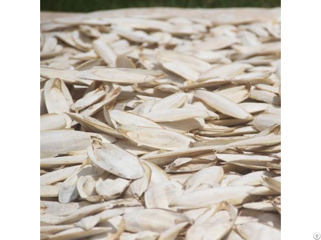 Dried Cuttlefish Bone