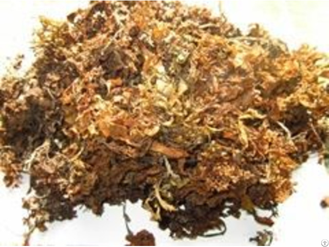 Sargassum Seaweed Supplier