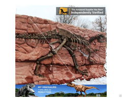 My Dino Dinosaur Skeleton Yangchuanosaurus Fossil Wall
