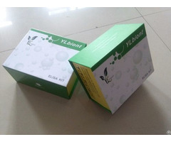 Uman Glycosaminoglycan Gag Elisa Kit