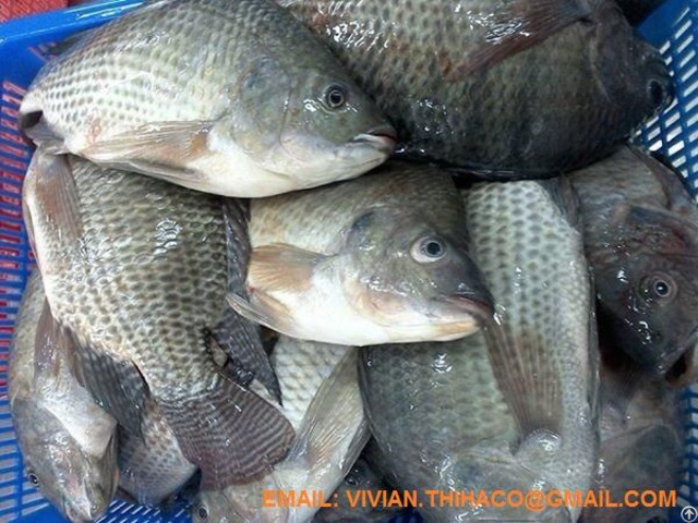 Supply Vietnam Black Tilapia Fish