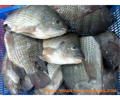 Supply Vietnam Black Tilapia Fish