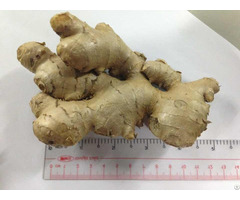 Fresh Ginger High Quality From Viet Nam