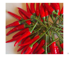 Hot Chilli High Quality From Viet Nam