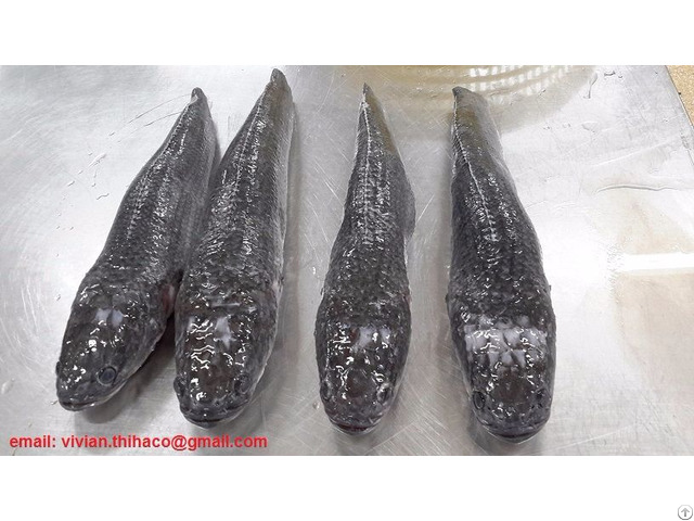 Suppying Frozen Snakehead Fish Whole Round