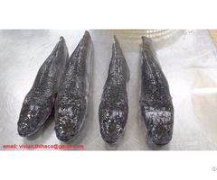 Suppying Frozen Snakehead Fish Whole Round