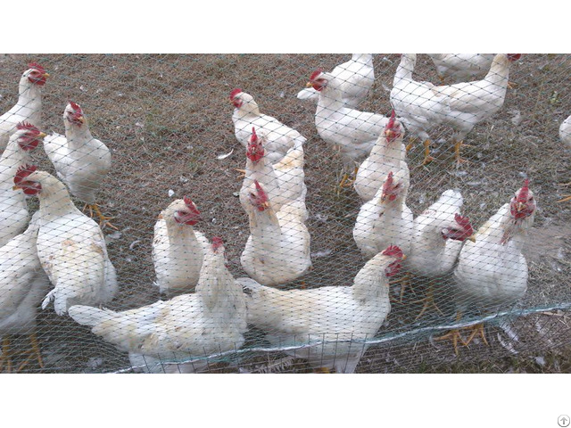 Hexagonal Poultry Net Wire Fence