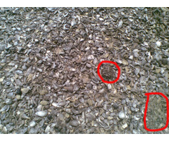 Sell Palm Kernel Shell