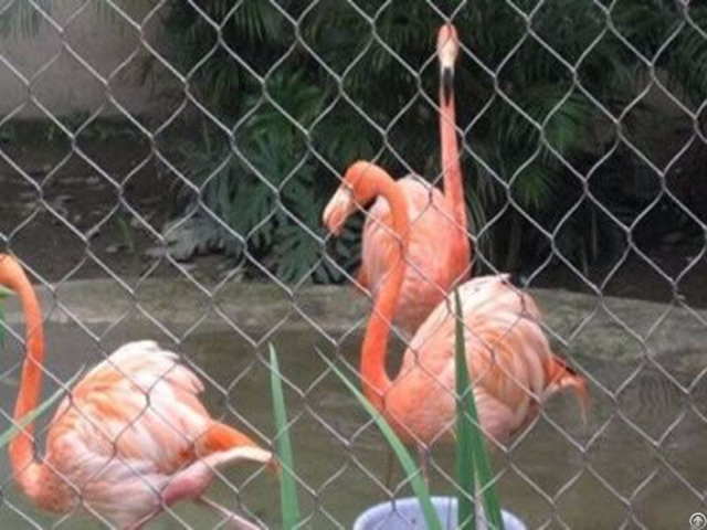 Chain Link Chicken Cage