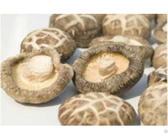 Dry Mushrooms Dried Mushroom