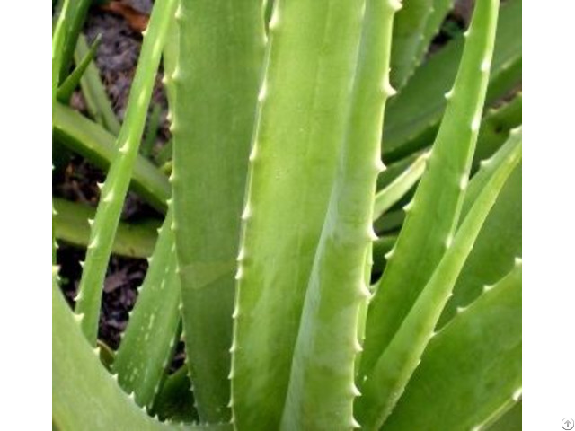 Aloe Vera Products