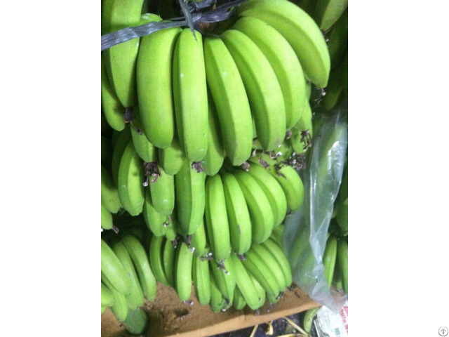 Banana Suppliers