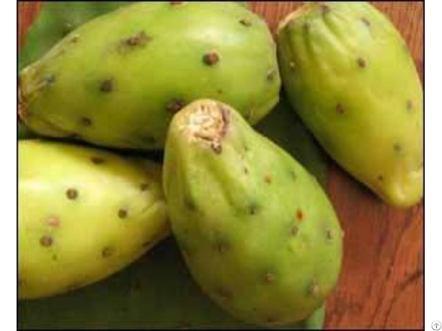 Wholesale Supplier Of 100 Percent Organic Moroccan Prickly Pear Oil