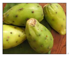 Wholesale Supplier Of 100 Percent Organic Moroccan Prickly Pear Oil