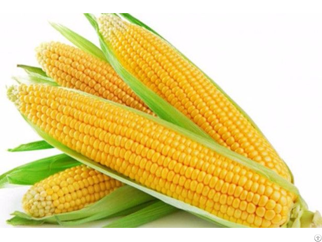 Sweet Corn