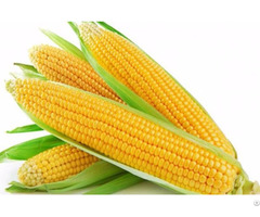 Sweet Corn