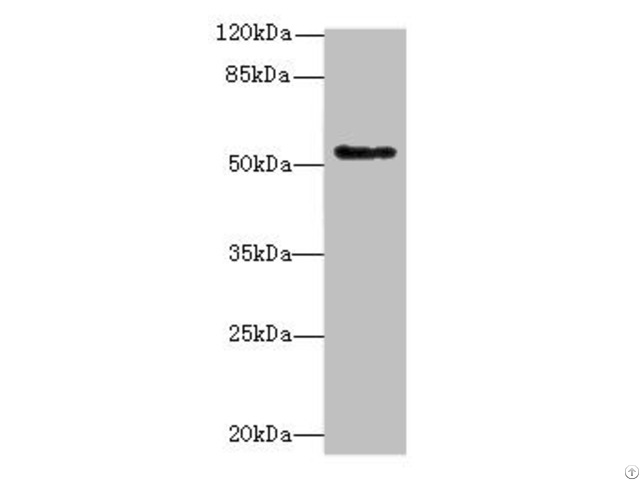 Plekhs1 Antibody